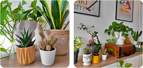 Paula with plants and computer